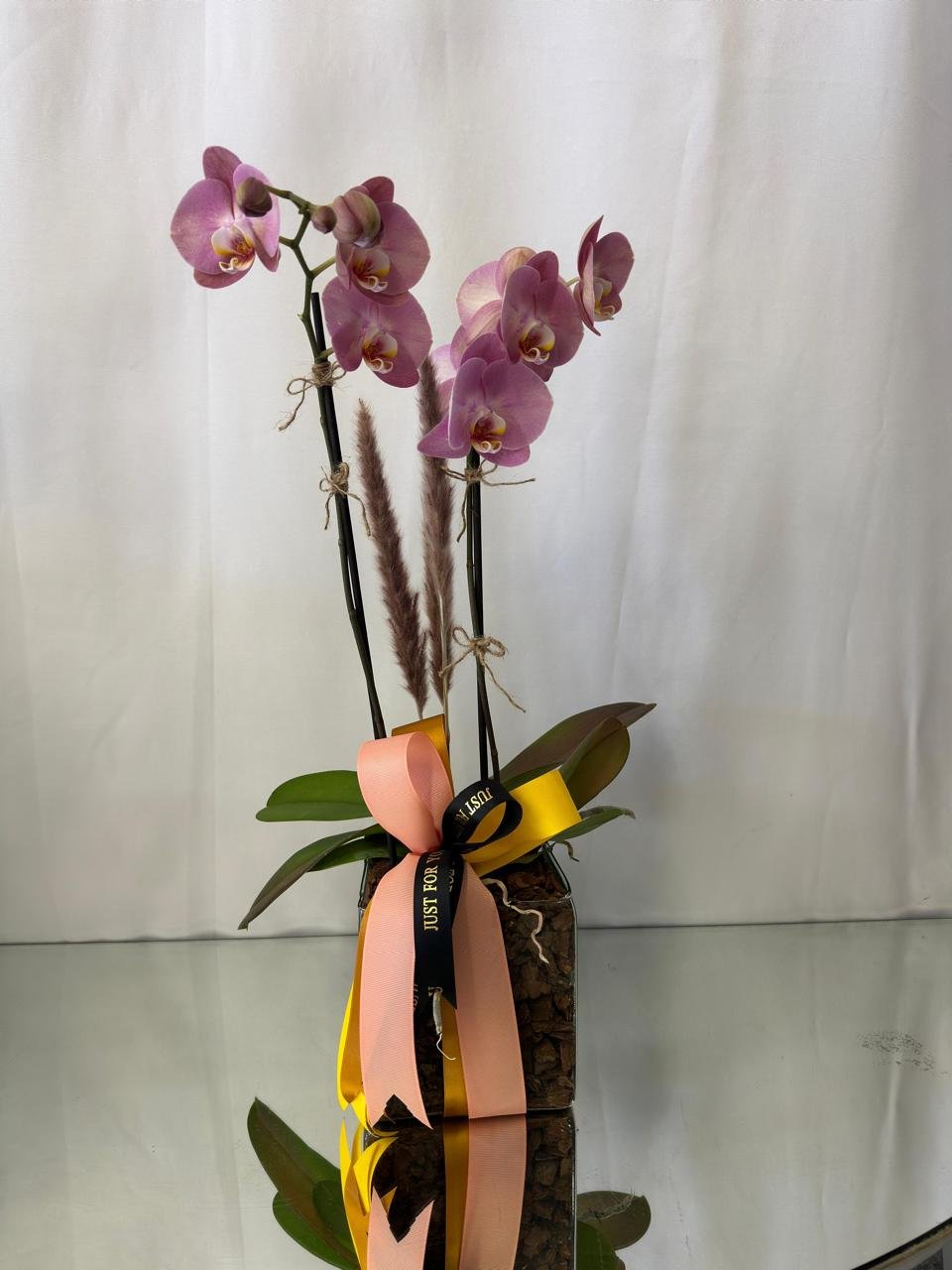Orquídea 12